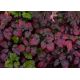 Tawułka Arendsa 'Color Flash' - Astilbe arendsii Color Flash